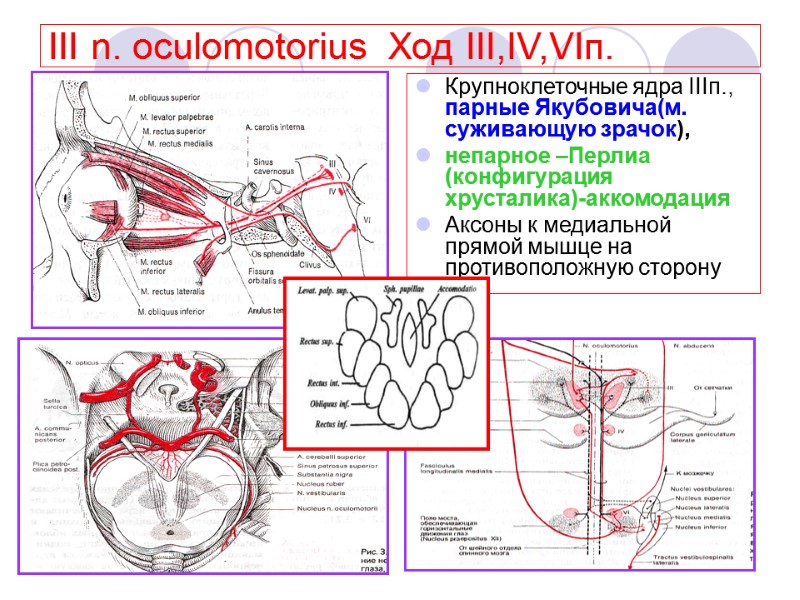 III n. oculomotorius  Ход III,IV,VIп.  Крупноклеточные ядра IIIп., парные Якубовича(м. суживающую зрачок),